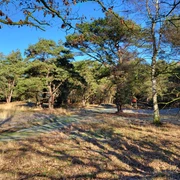 Grabhügelfeld in den Dünentannen_Mühlenpfad_Hümmling-Pfade (6) © Naturpark Hümmling e. V..jpg