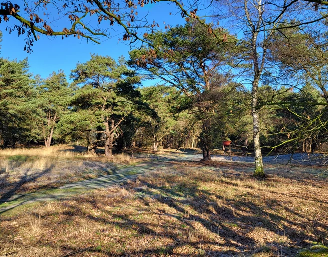 Grabhügelfeld in den Dünentannen_Mühlenpfad_Hümmling-Pfade (6) © Naturpark Hümmling e. V..jpg