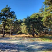 Grabhügelfeld in den Dünentannen_Mühlenpfad_Hümmling-Pfade (5) © Naturpark Hümmling e. V..jpg