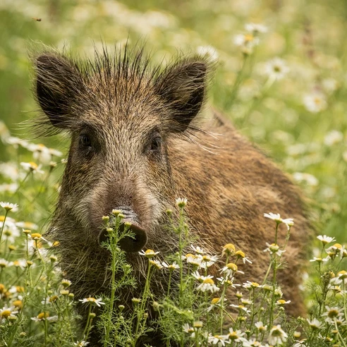 Wildschwein in Blütenwiese Wildschwein in Blütenwiese