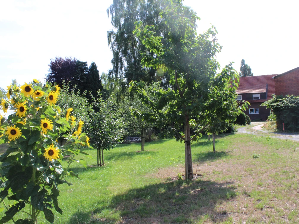 Kläbe's Ferienwohnung, Uchte  Ein gepflegter grüner Garten mit Sonnenblumen, Bäumen und einem roten Ziegeldach im Hintergrund.