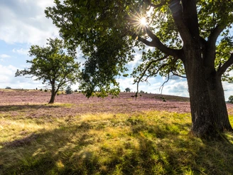 Bispingen_Haverbeeke_Heideschleife_Heidebluete_ccbysa_tl_20210901 (7 von 23).jpg Heideschleife Haverbeeke Rundwanderweg
