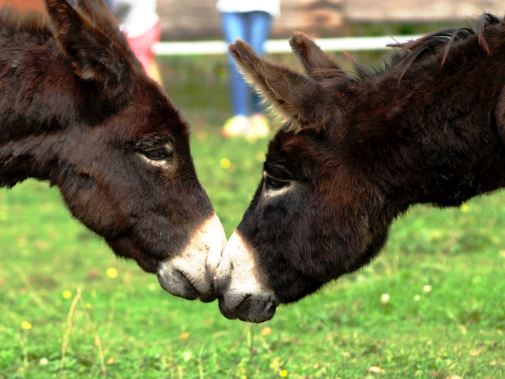 Zwei Eselköpfe Nase an Nase  Zwei Esel berühren sanft ihre Nasen auf einer grünen Wiese. Hinter ihnen ist ein Holzzaun.