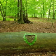 Waldbaden - Shinrin Yoku Ein Wald mit grünem Laub im Sommer. Auf einem Baumstamm liegen Blätter in Herzform.