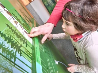 Nationalparkzentrum in Bad Schandau Ein Kind betrachtet interessiert eine grüne Informationstafel mit Waldmotiven, während ein Erwachsener darauf zeigt.