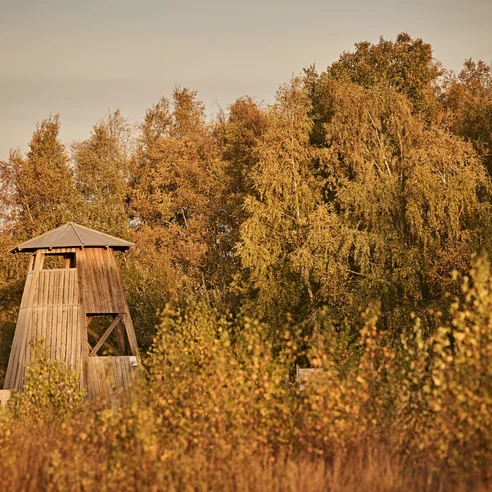 Hille-Torfmoor-Teutoburger-Wald-Tourismus-M-Rothbrust-126-CC-BY-SA.jpg Ein Holzbeobachtungsturm steht vor herbstlich verfärbtem Wald, umgeben von Sträuchern und Gräsern.