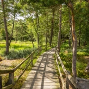Detmold-Hiddeser Bent-Pivitker Wasserweg-Teutoburger-Wald-Tourismus-D-Ketz-079.jpg Holzsteg führt durch sonnendurchfluteten, grünen Wald mit dichten Baumkronen und üppiger Vegetation.