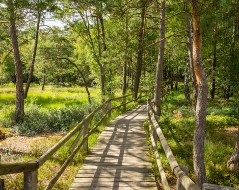 Detmold-Hiddeser Bent-Pivitker Wasserweg-Teutoburger-Wald-Tourismus-D-Ketz-079.jpg Holzsteg führt durch sonnendurchfluteten, grünen Wald mit dichten Baumkronen und üppiger Vegetation.
