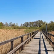 Schilfsteg Dümmer