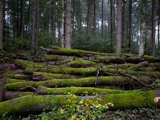 Hohes Elbufer_Baumstämme_Detail.jpg