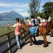lamatrekking-jungfrauregion-lamas-weissenau-thunersee-niesen.jpg