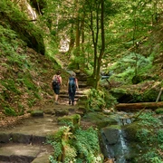 Hohnsteiner Lehrpfad Zwei Wanderer mit Rucksäcken gehen einen moosbewachsenen Waldweg entlang, umgeben von dichtem Grün und einem kleinen Bach.