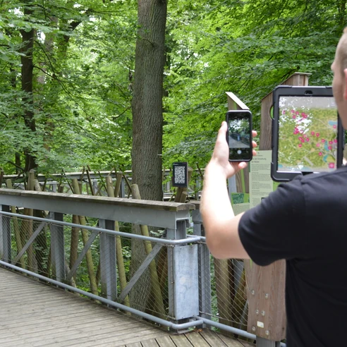 Person fotografiert mit Tablet einen hölzernen Baumkronenpfad im grünen Wald des Teutoburger Waldes.