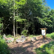 Walderlebnispfad Rehburg-Loccum Figuren von Waldtieren aus Holz stehen auf einem Weg im dichten Wald am Walderlebnispfad Rehburg-Loccum.