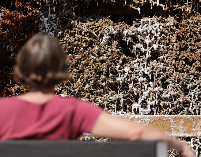 Bad Soden-Salmünster - Gradierwerk Bad Soden-Salmünster - Gradierwerk