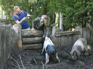 Oerlinghausen-AFM-Schweine-Teutoburger-Wald-Tourismus-F-Grawe (51)_klein.jpg Zwei Menschen interagieren mit Schweinen in einem bewaldeten, umzäunten Bereich.