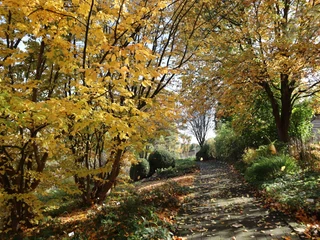 botanischer_garten_Jessica_Gabler_Herbst.JPG Weg mit buntem Laub im Botanischen Garten