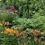 botanischer_garten_Jürgen_Bouillon_Staudenbeet.JPG Beet mit verschiedenen blühenden Stauden
