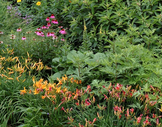 botanischer_garten_Jürgen_Bouillon_Staudenbeet.JPG Beet mit verschiedenen blühenden Stauden
