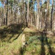 Hügelgräber in den Wäldern von Börger ©Naturpark Hümmling.jpg