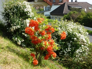Blumen sorgen für ein erholsames Ambiente