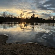 Naturbadesee NEZ in Pirna-Copitz Ein Schwan schwimmt auf einem ruhigen See im Sonnenuntergang, umgeben von kahlen Bäumen und einem wolkigen Himmel.