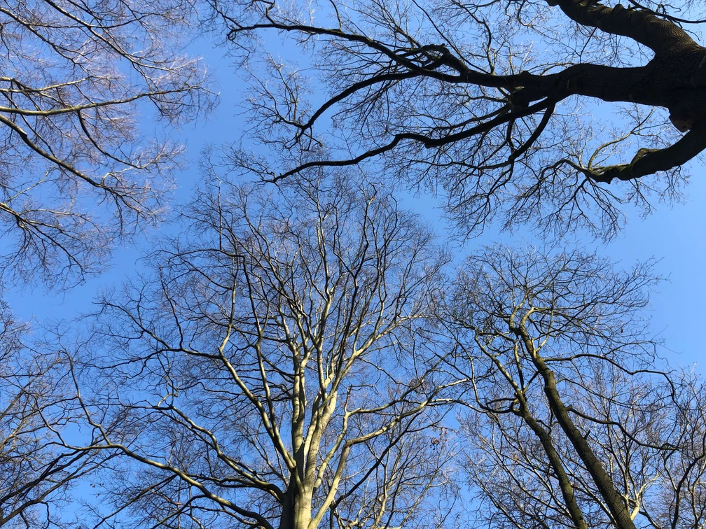 Bäume Ein klarer, blauer Himmel erstreckt sich über die verzweigten Äste hoher, laubloser Bäume im Winter.