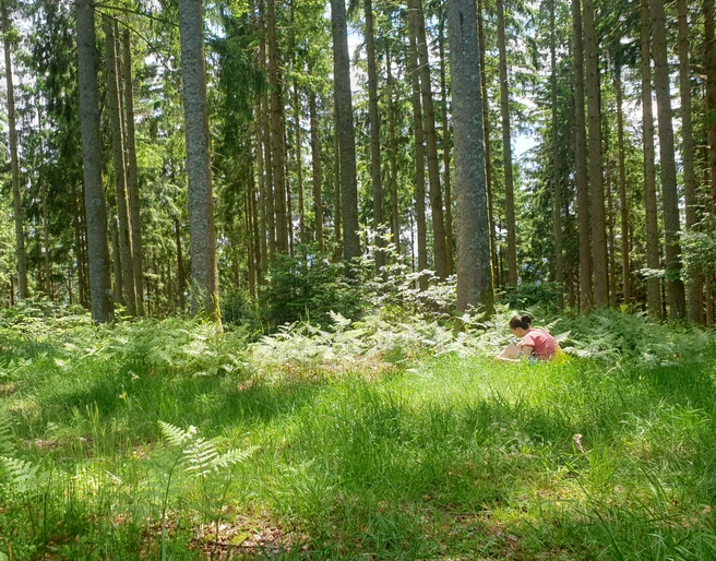Waldbaden Natur Waldlichtung Waldbaden Natur Waldlichtung