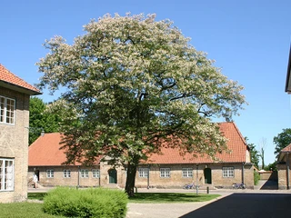 Akacietræ_ved_slotskirken_i_Augustenborg