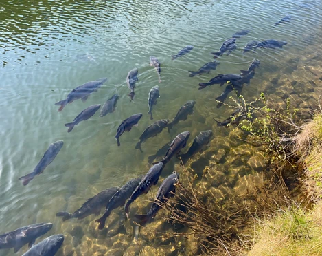 Gruppe von Karpfen schwimmt nahe am Ufer in klarem Wasser, begleitet von Pflanzen am Ufer.