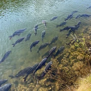 Karpfen Gruppe von Karpfen schwimmt nahe am Ufer in klarem Wasser, begleitet von Pflanzen am Ufer.