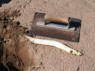Spargel Frisch geernteter weißer Spargel neben einem Erntemesser auf einem lockeren Erduntergrund.