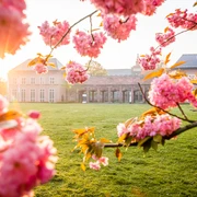 Kirschblüten am Grassi Museum am Johannisplatz - Kultur in Leipzig Kirschblüten im Sonnenlicht am Grassi Museum am Johannisplatz