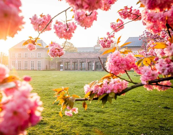 Kirschblüten am Grassi Museum am Johannisplatz - Kultur in Leipzig Kirschblüten im Sonnenlicht am Grassi Museum am Johannisplatz