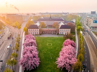 Kirschblüte am Grassi Museum am Johannisplatz - Museen in Leipzig und Region Kirschblüten im Sonnenlicht am Grassi Museum am Johannisplatz