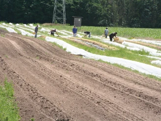 Spargelstecher Menschen ernten Spargel auf einem offenen Feld, Bäume und ein Strommast in der Ferne sichtbar.