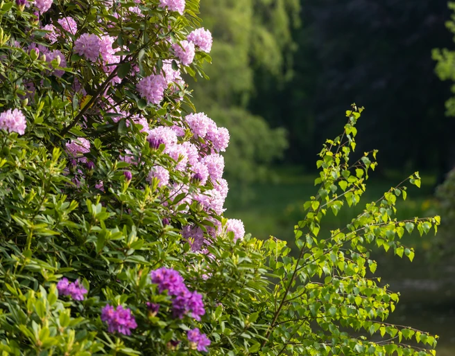 Rhododendron Blüte in Breidings Garten Soltau Die Rhododendron Blüte in Breidings Garten ist jedes Jahr ein großes Ereignis