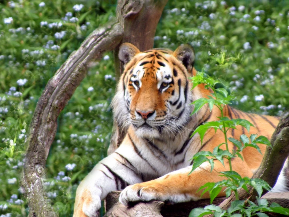 Tiger im Tierpark Ströhen