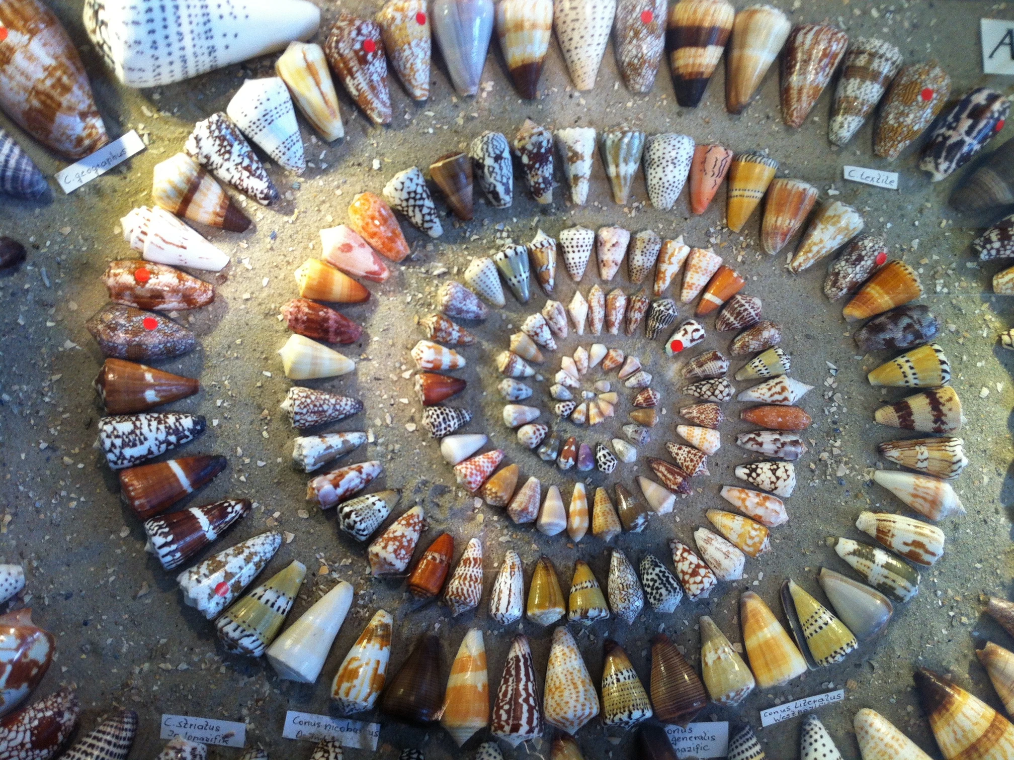 POI-Muschelmuseum.JPG