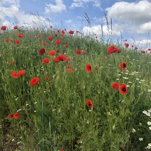 Mohn Eine blühende Wiese mit leuchtend roten Mohnblumen und weißen Gänseblümchen unter blauem Himmel.
