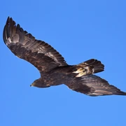 Flying golden eagle Steinadler fliegt vor stahlblauem HimelGolden eagle flies in front of a steel-blue skyL'aigle royal vole dans un ciel bleu acier