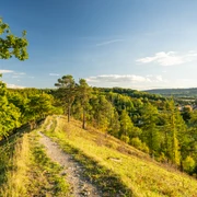 Kreis Hoexter-Schmetterlingspfad-Willebadessen-Teutoburger-Wald-Tourismus-D-Ketz-092.jpg Ein sonnendurchfluteter Wanderweg im Teutoburger Wald, umgeben von üppigem Grün und sanften Hügeln.