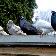 pigeon-5984552_1920 c) Katja Kolumna-pixabay.jpg