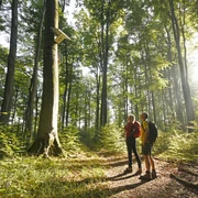 Zwei Wanderer stehen in einem sonnendurchfluteten Wald, neben einem Hörmuseum an einem Baum.