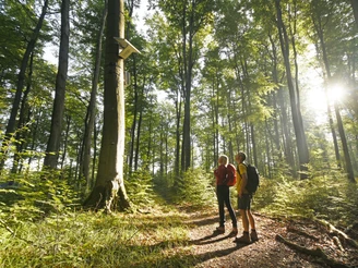 Blankenrode-HörmuseumTeutoburger-Wald-Tourismus-F-Grawe (32)_klein.jpg Zwei Wanderer stehen in einem sonnendurchfluteten Wald, neben einem Hörmuseum an einem Baum.