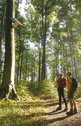 Blankenrode-HörmuseumTeutoburger-Wald-Tourismus-F-Grawe (32)_klein.jpg Zwei Wanderer stehen in einem sonnendurchfluteten Wald, neben einem Hörmuseum an einem Baum.