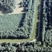 GruenesBand_WolfgangBuchhorn (1).jpg