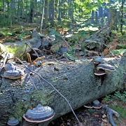 Wilder Wald