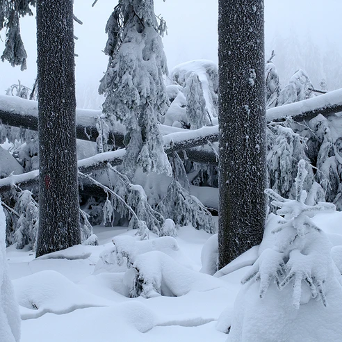 Winter Windwurf