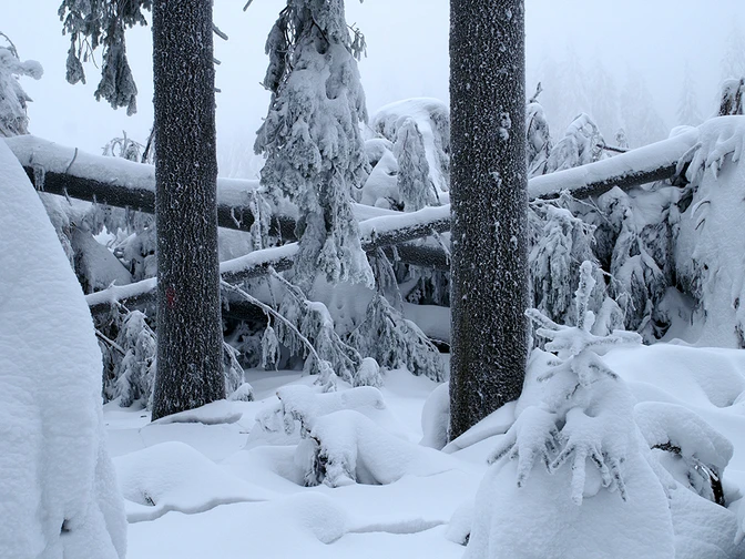 Winter Windwurf
